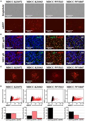 Temperature-induced reactivation of Marek's disease virus-transformed T cells ex vivo